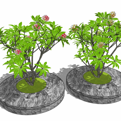  现代植物鸡蛋花su模型 