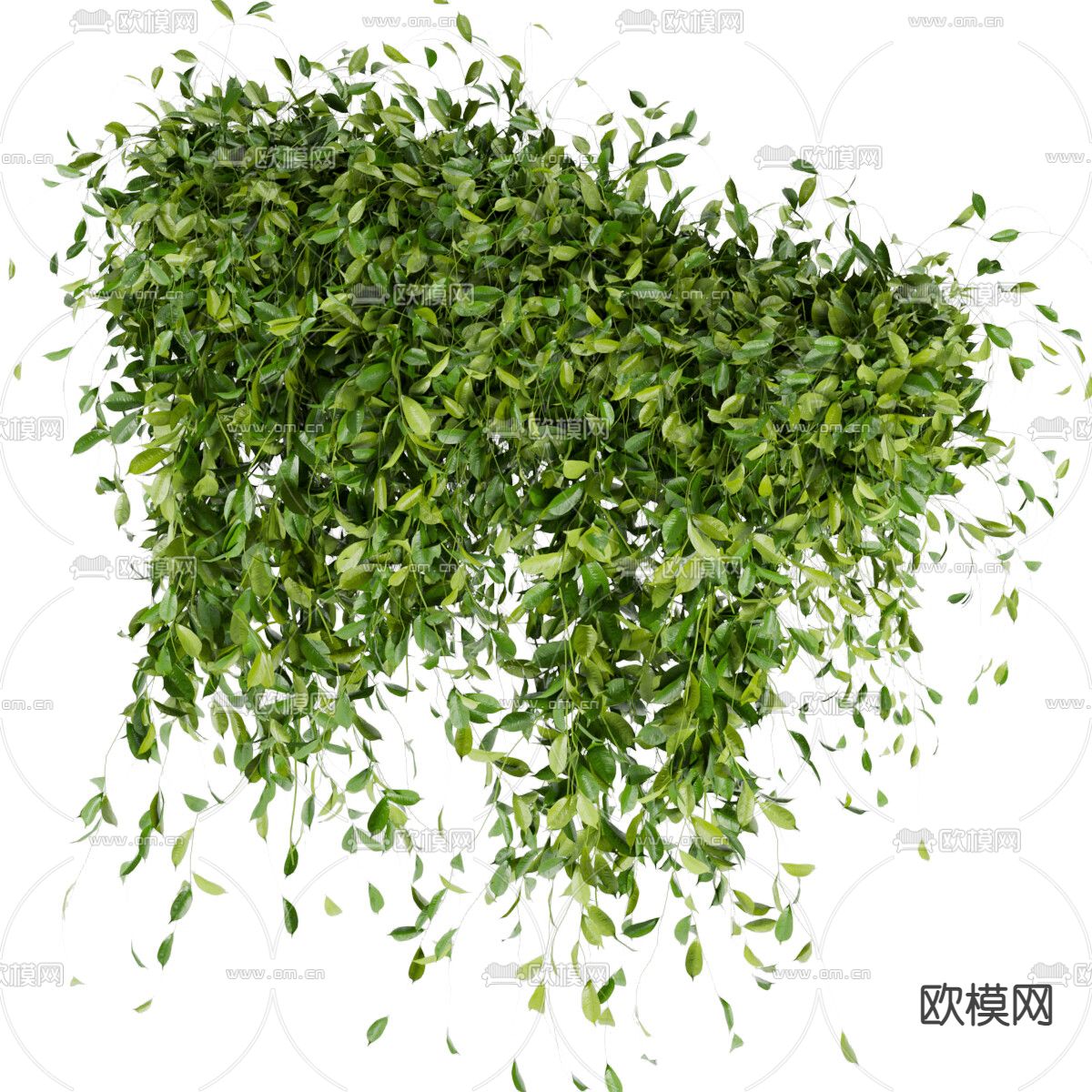 绿植藤蔓3d模型下载（渲染图5）