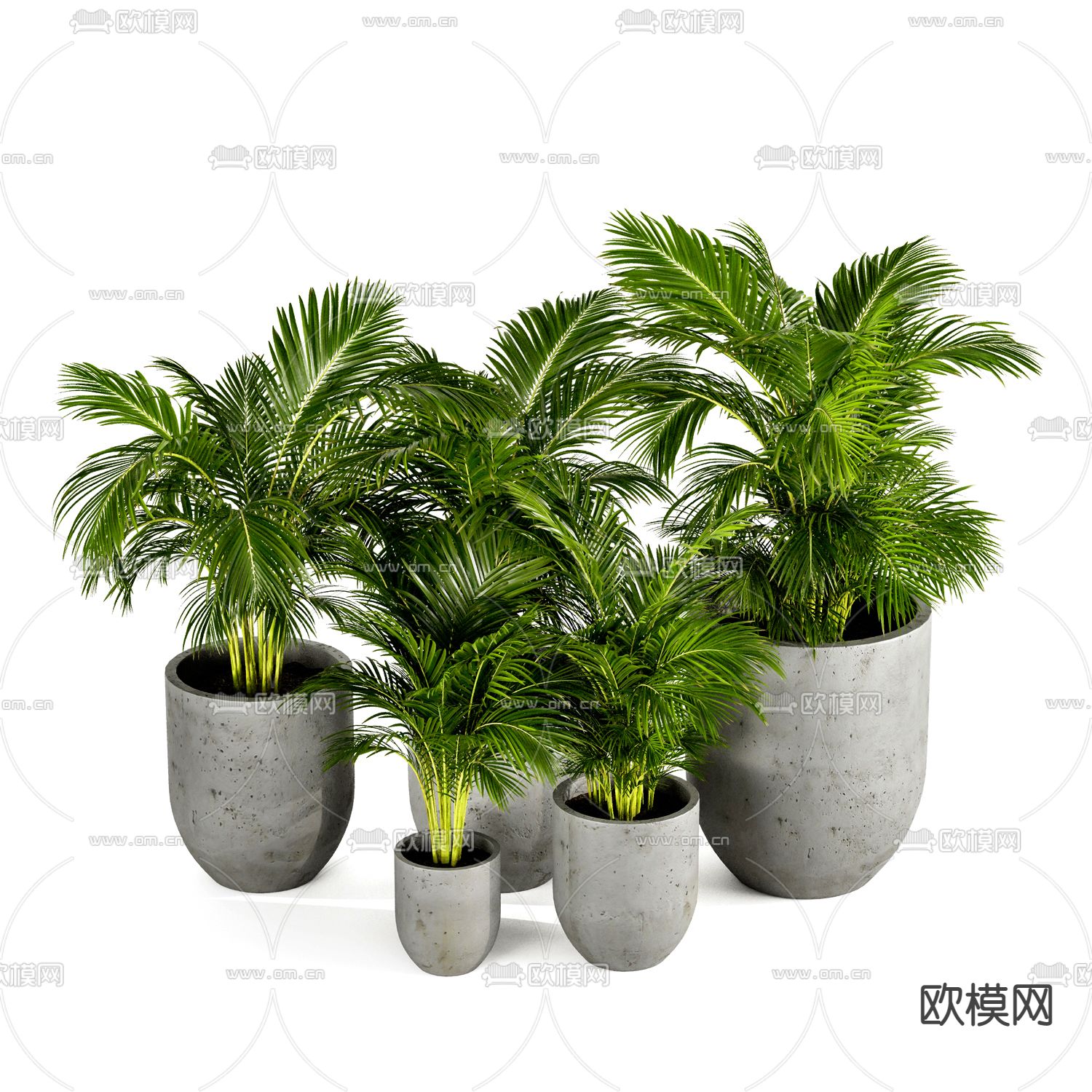 现代散尾葵植物盆栽3d模型下载（渲染图2）