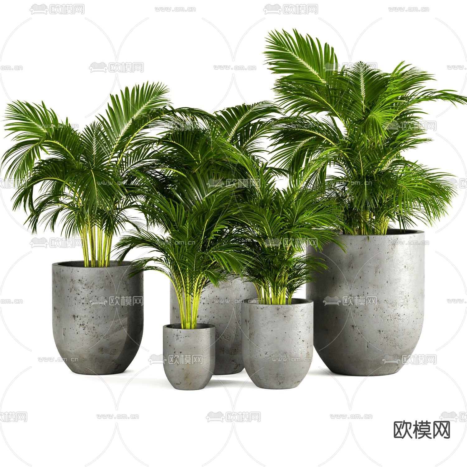 现代散尾葵植物盆栽3d模型下载（渲染图1）