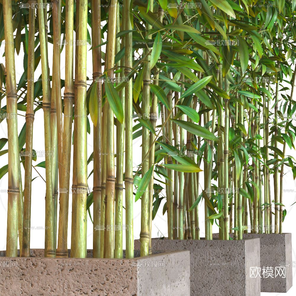 现代绿植竹子3d模型下载（渲染图2）