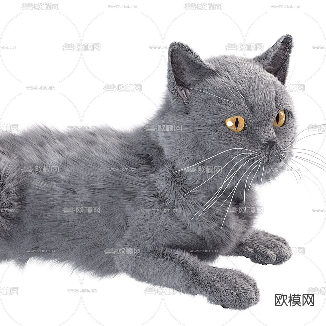 长毛灰猫英短蓝猫3d模型下载（渲染图4）