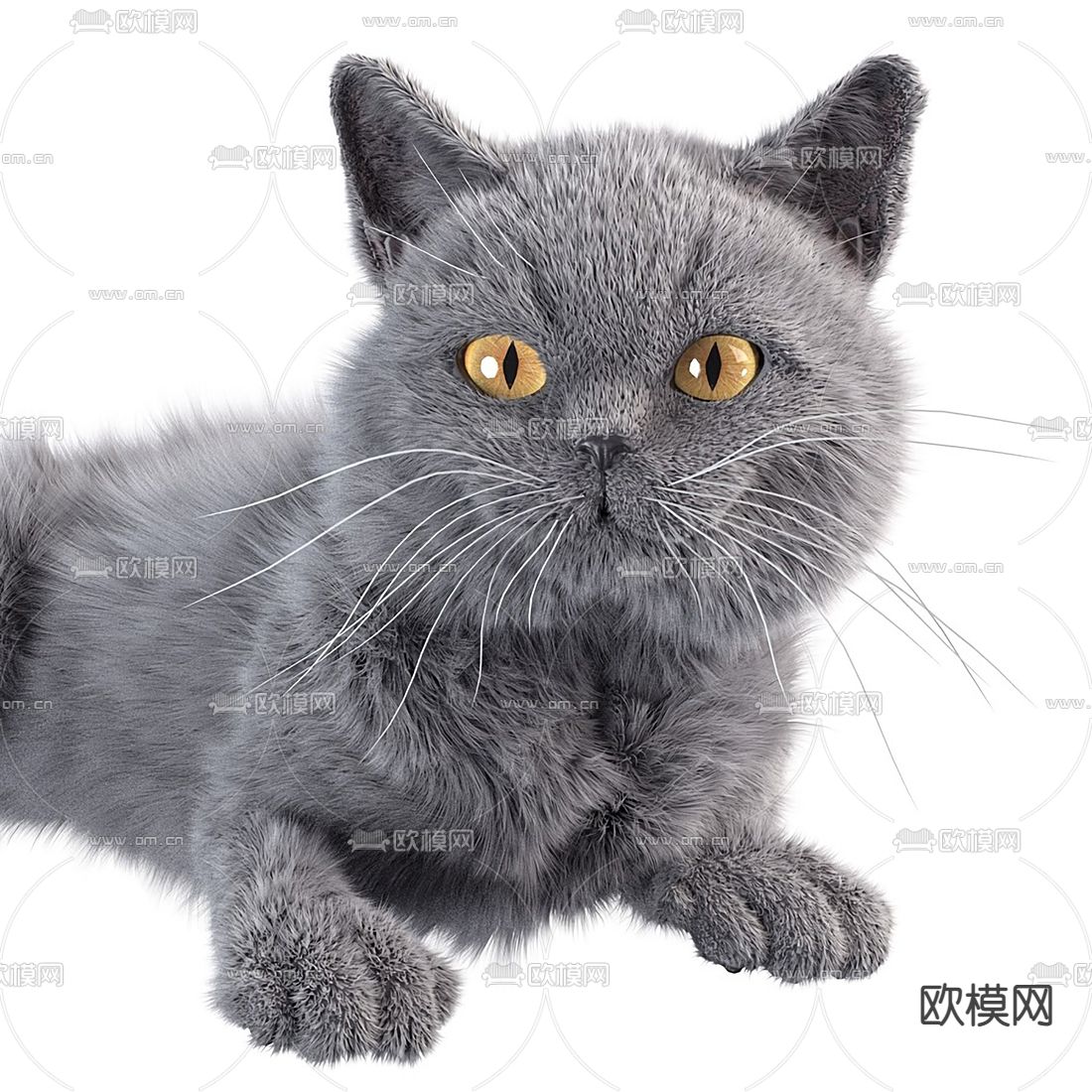 长毛灰猫英短蓝猫3d模型下载（渲染图2）