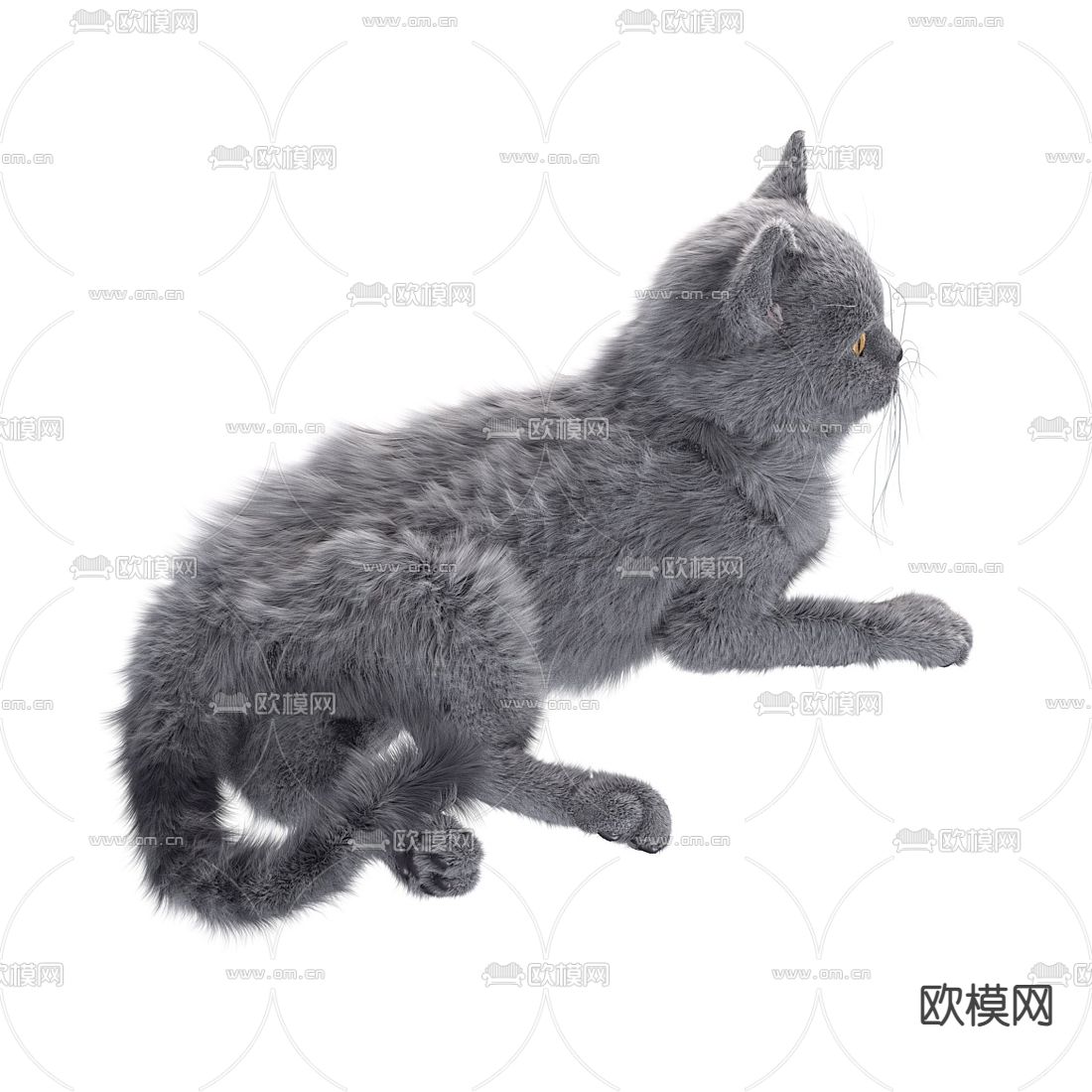 长毛灰猫英短蓝猫3d模型下载（渲染图3）