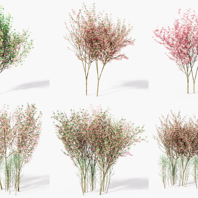  现代卫矛红梅灌木su模型 