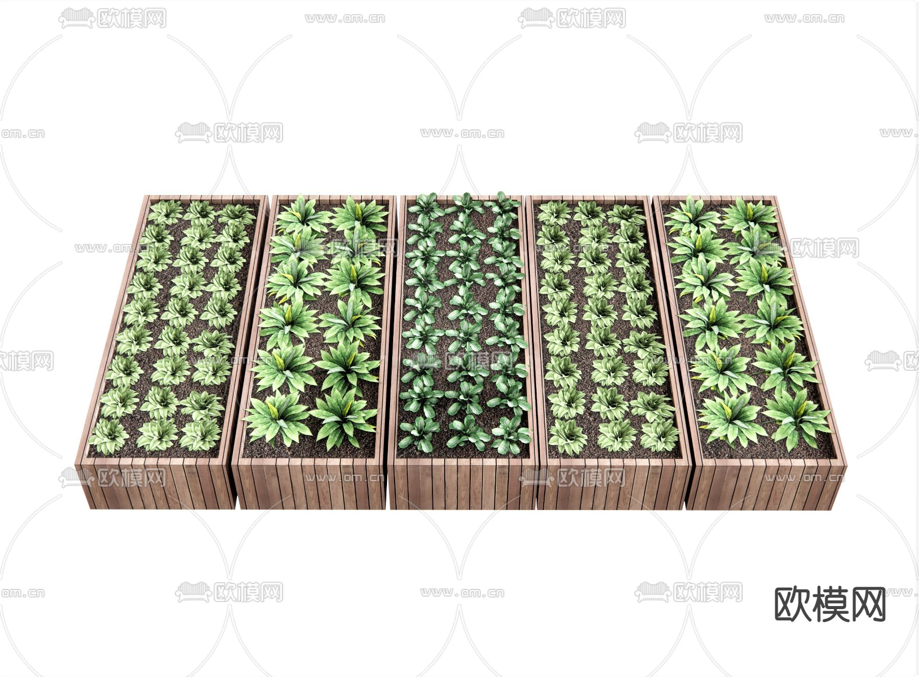 现代多肉蕨类植物su模型下载（渲染图1）