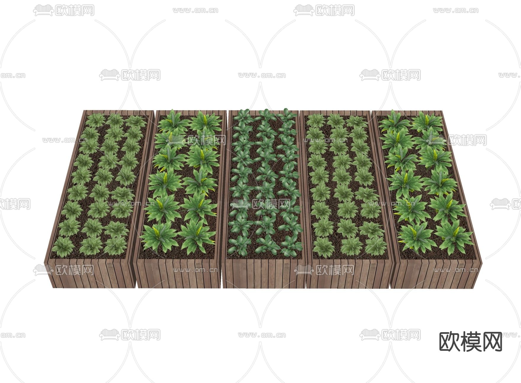 现代多肉蕨类植物su模型下载（渲染图2）