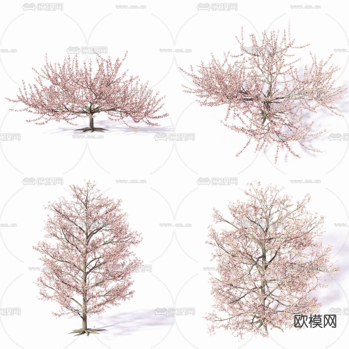 现代樱花树su模型下载（渲染图1）