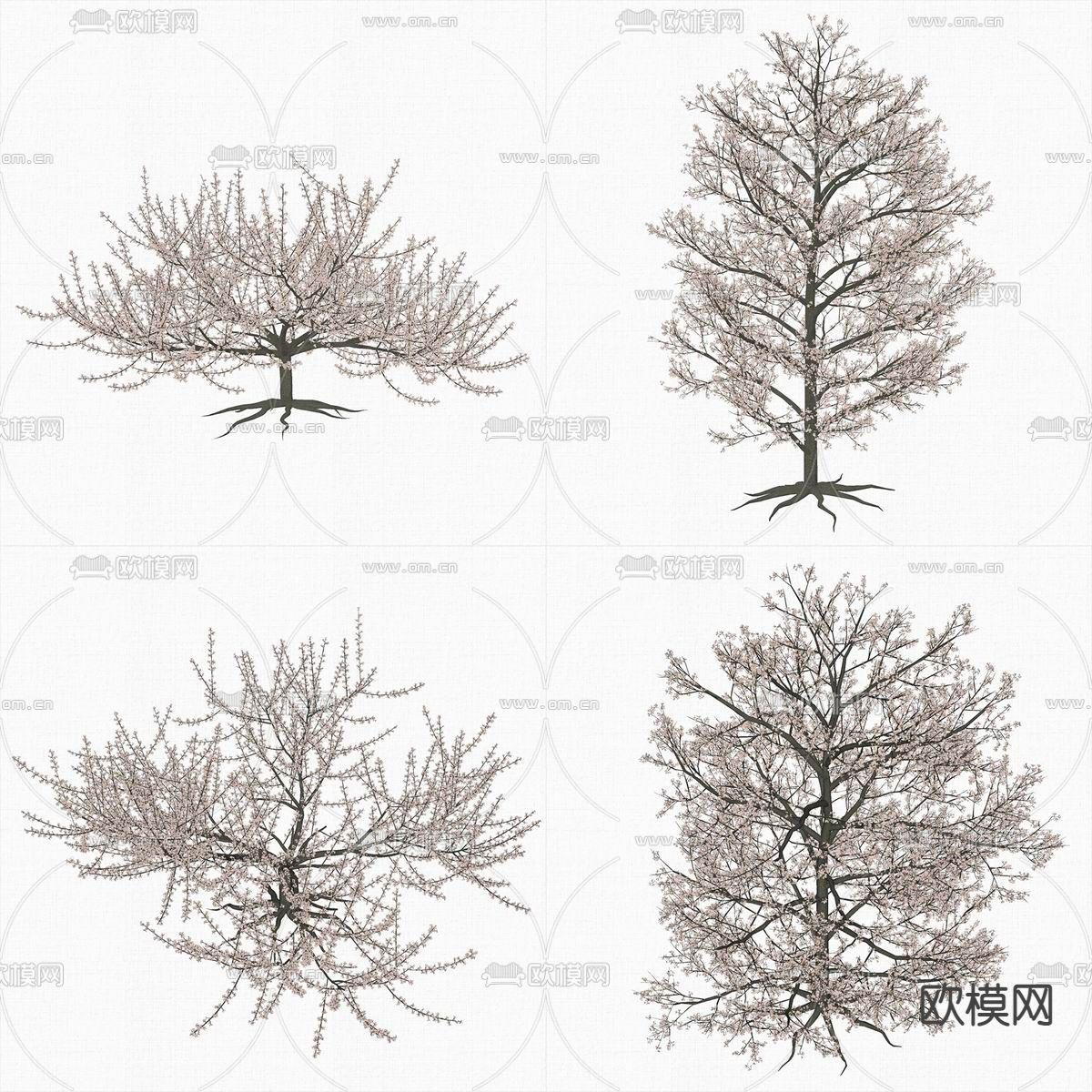 现代樱花树su模型下载（渲染图2）