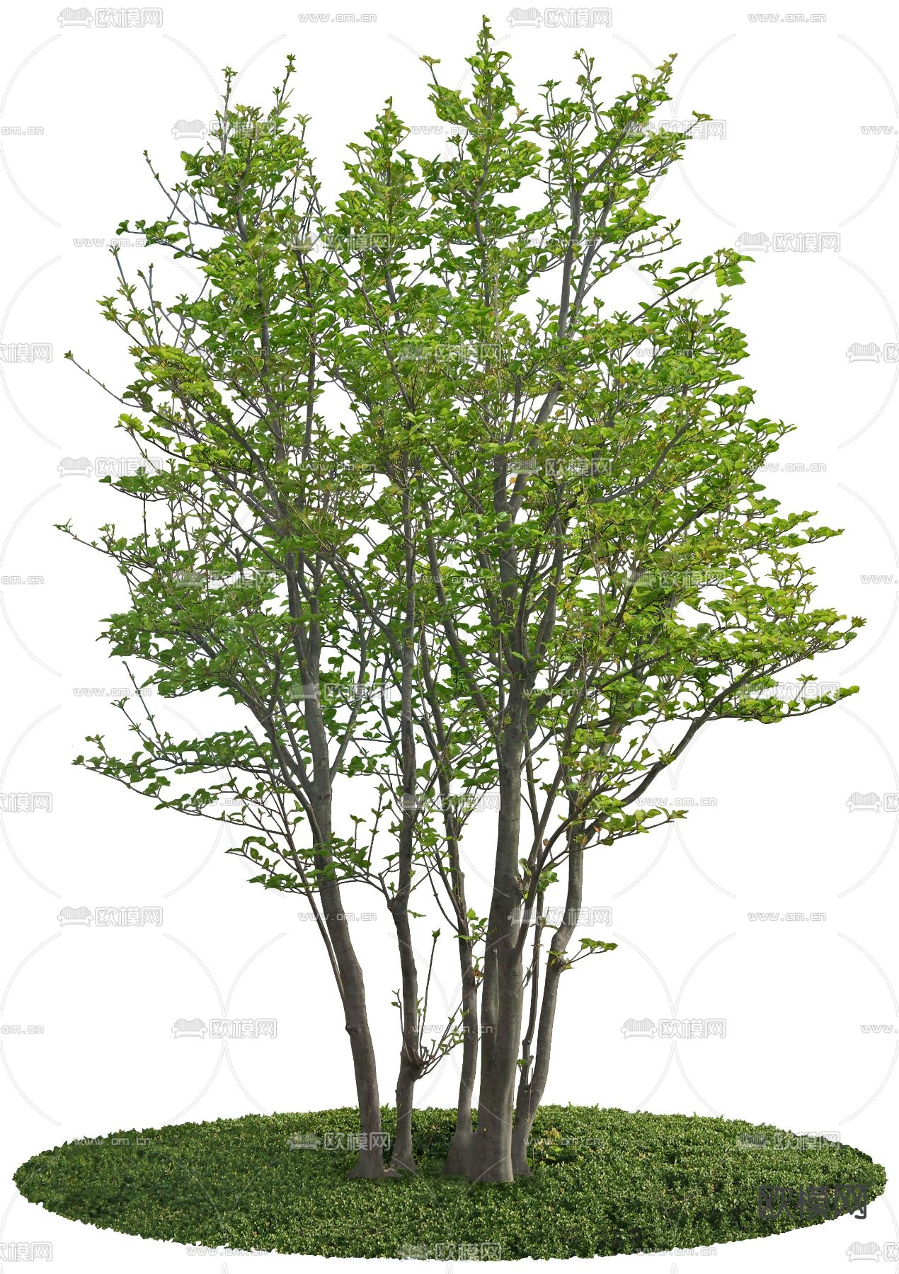 现代绿植树木psd下载