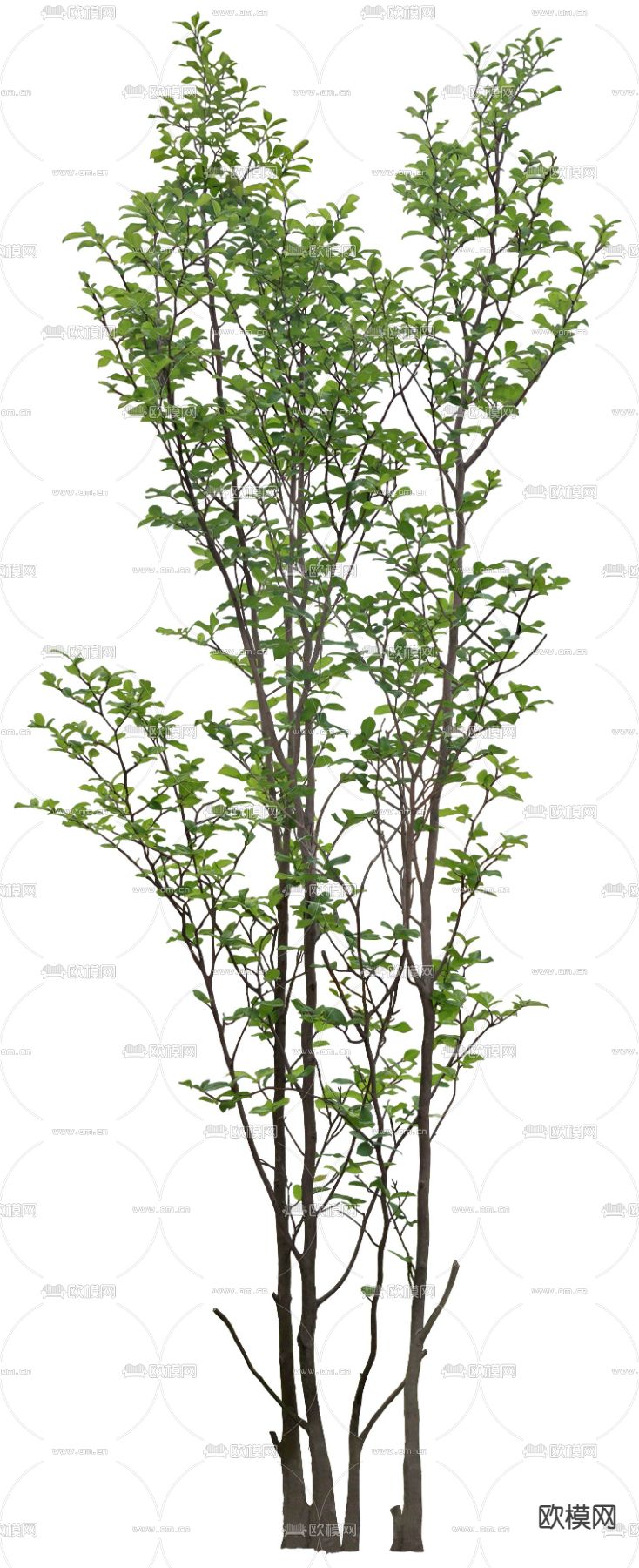 现代绿植树木psd下载