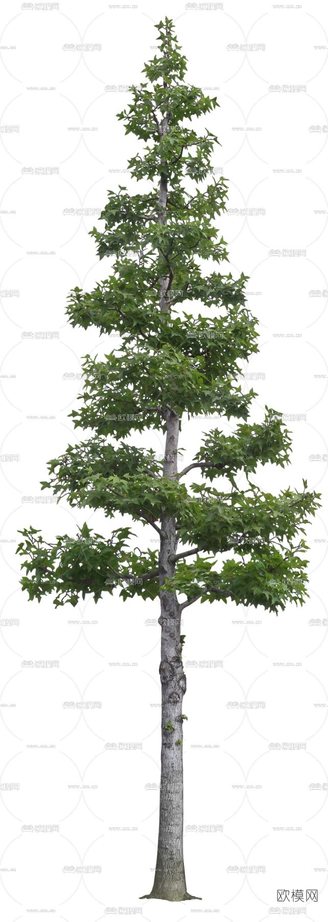 绿植植物psd下载