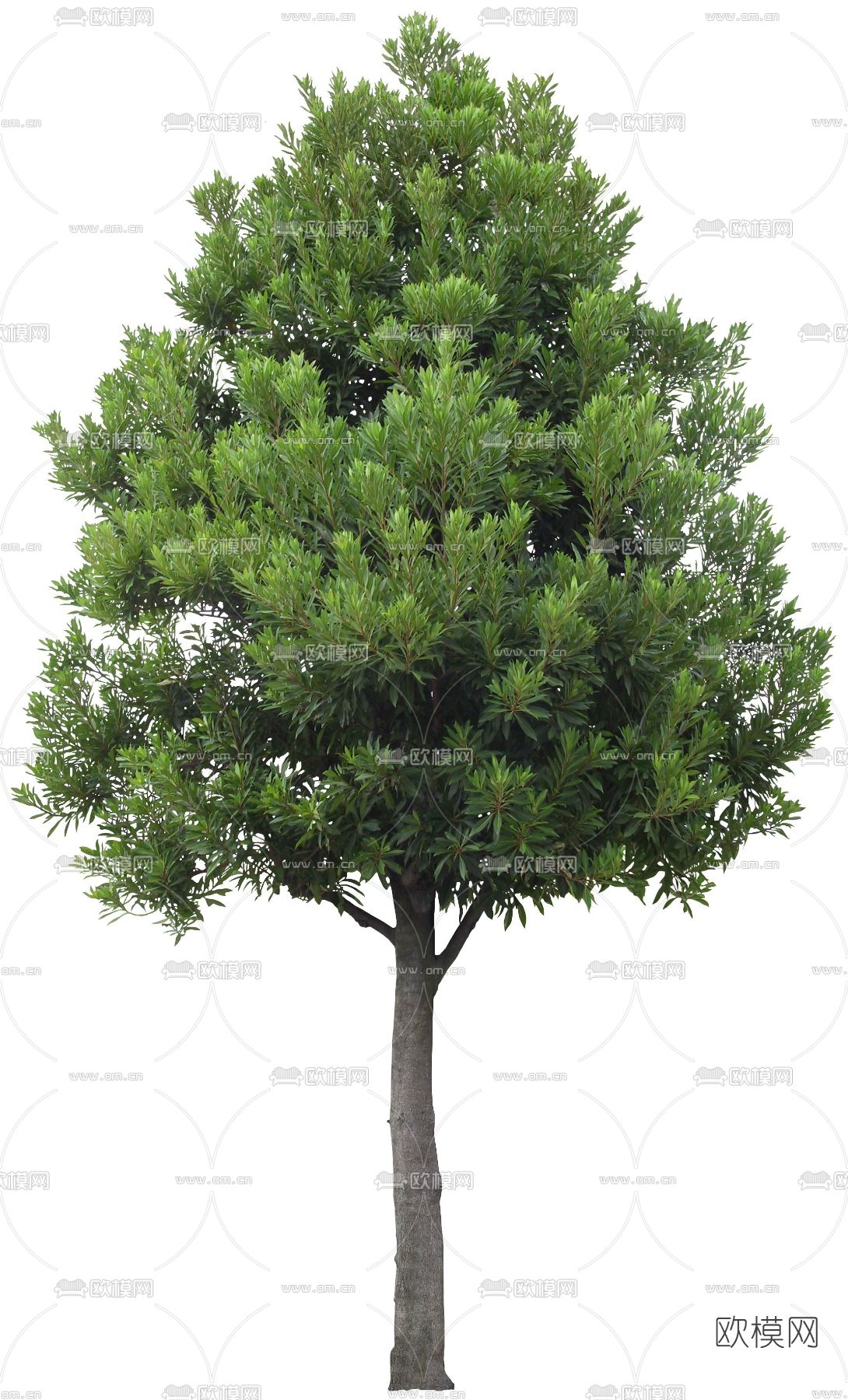 绿植植物psd下载