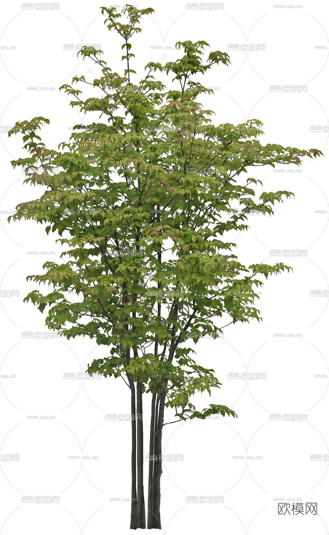 绿植植物psd下载