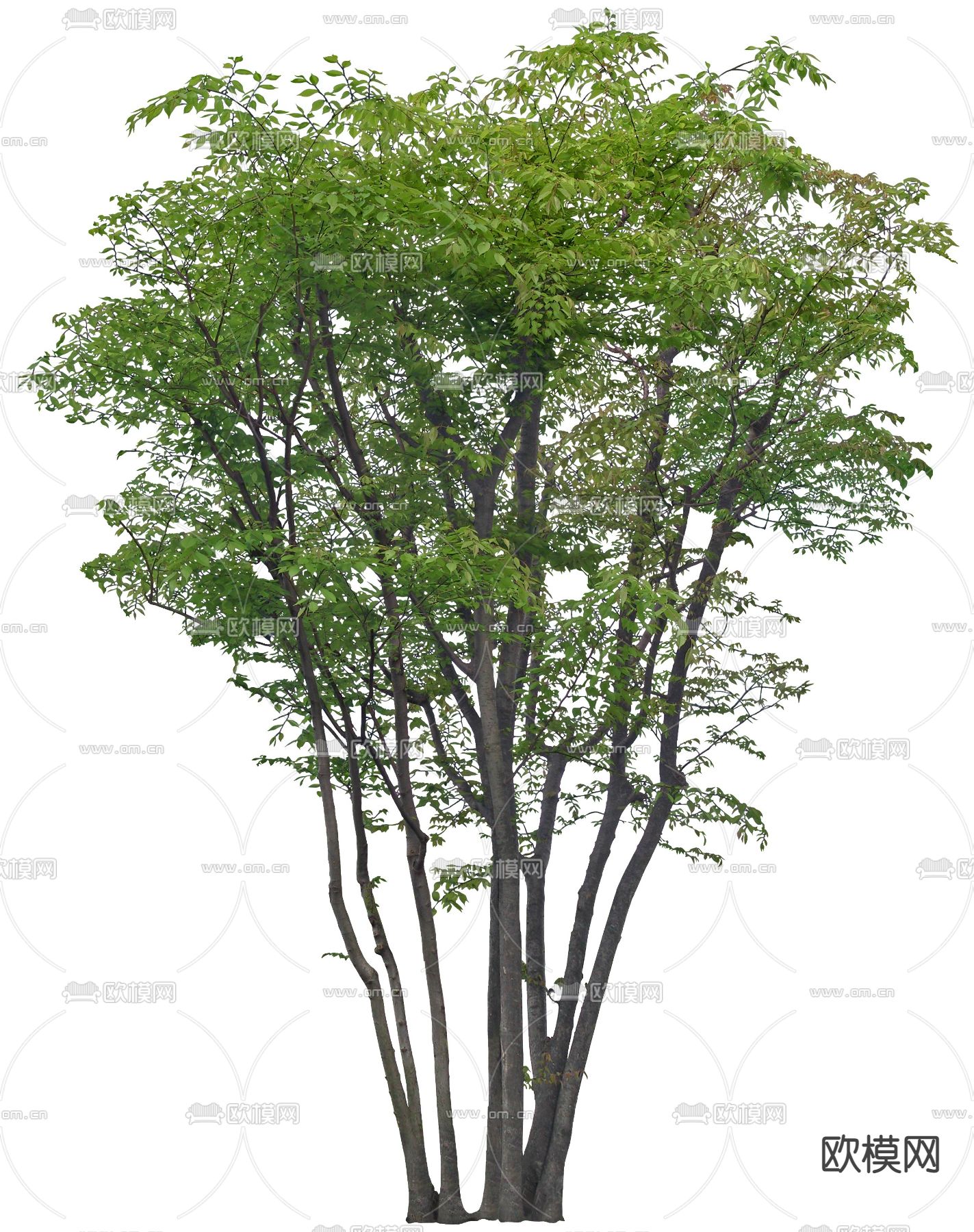 现代绿植树木psd下载