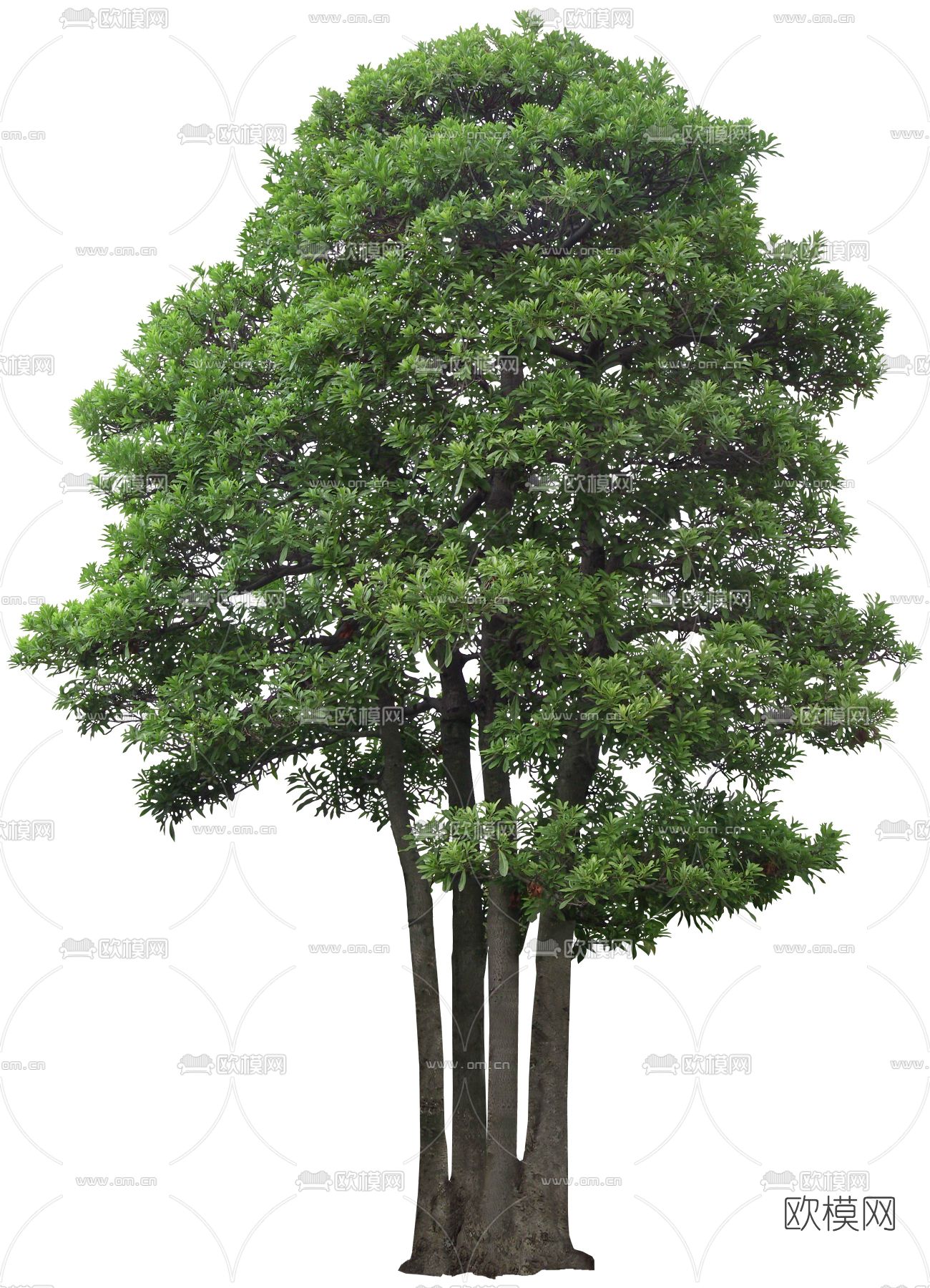 绿植植物psd下载