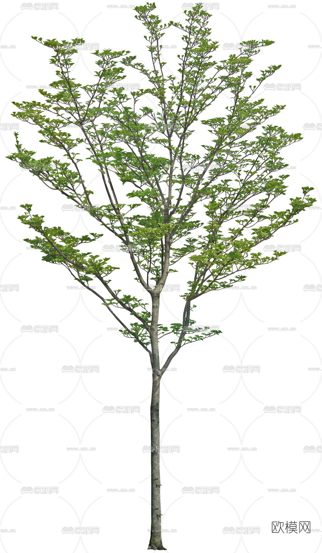 绿植植物psd下载