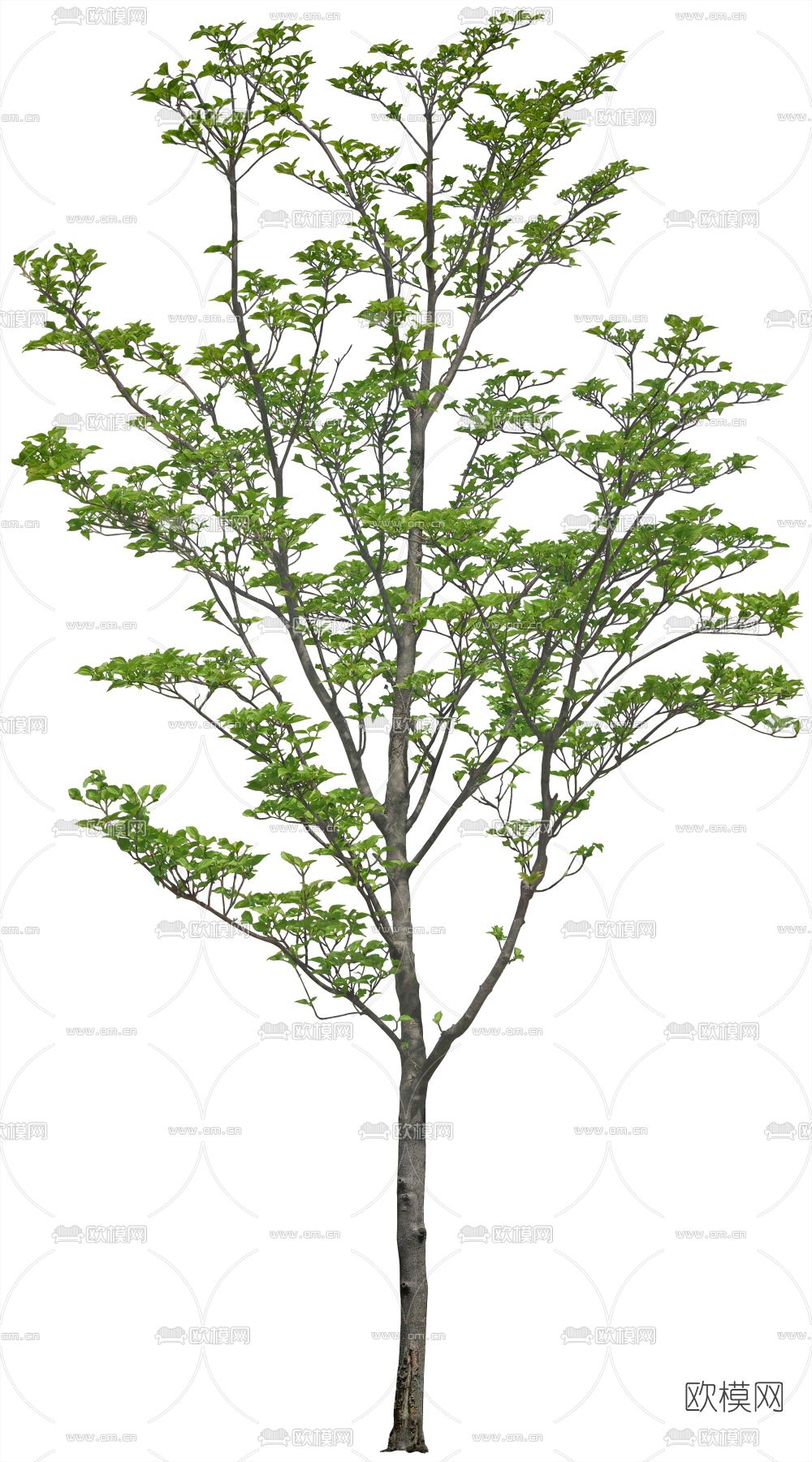 绿植植物psd下载