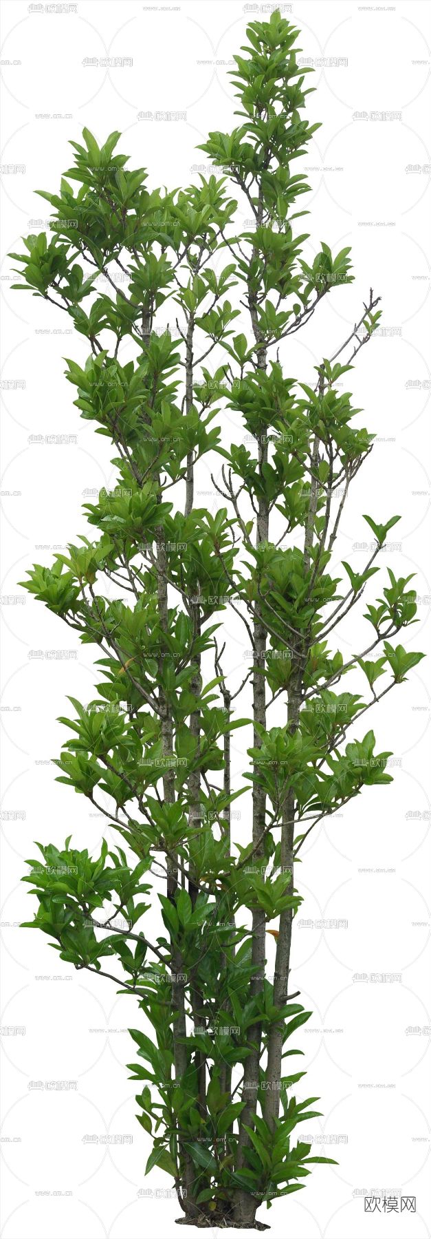 绿植植物psd下载