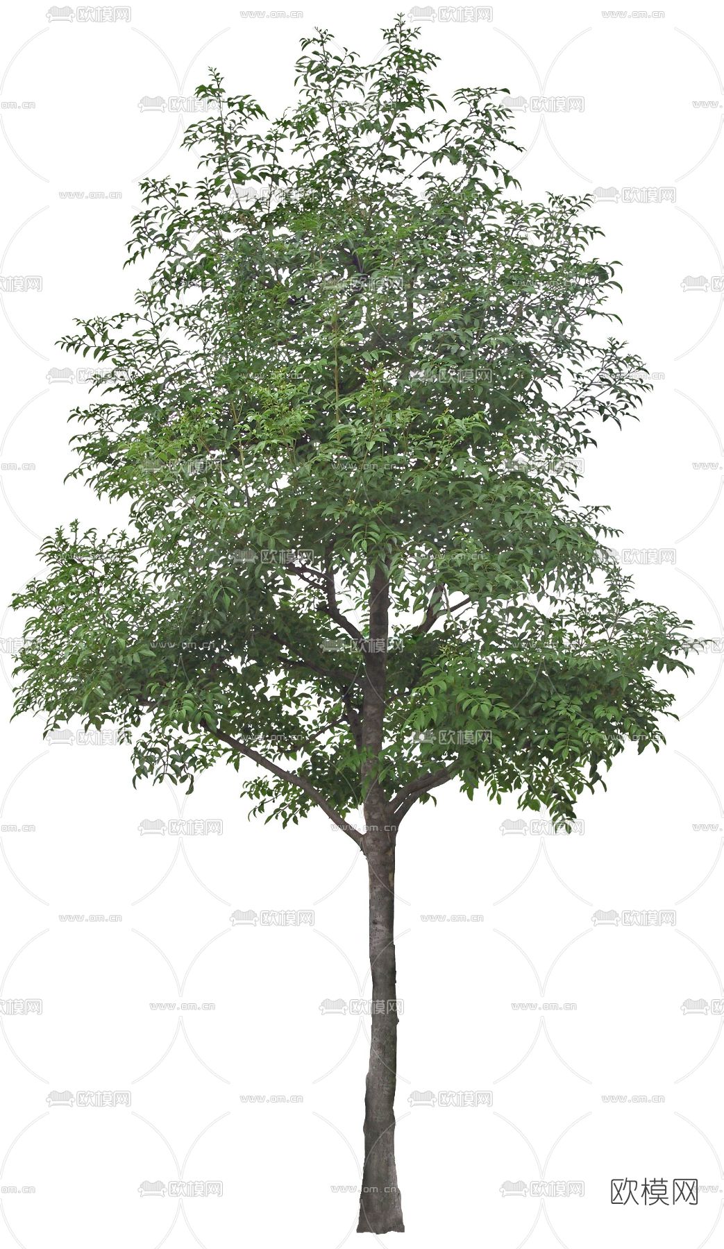 绿植植物psd下载