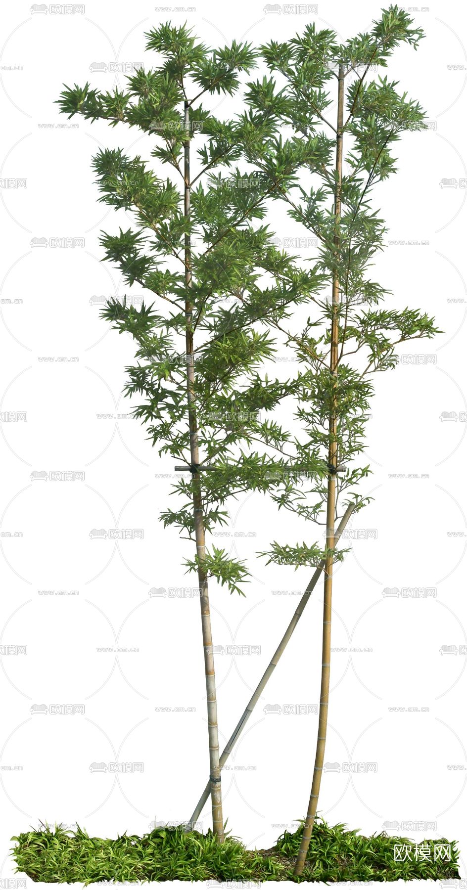 绿植竹子psd下载