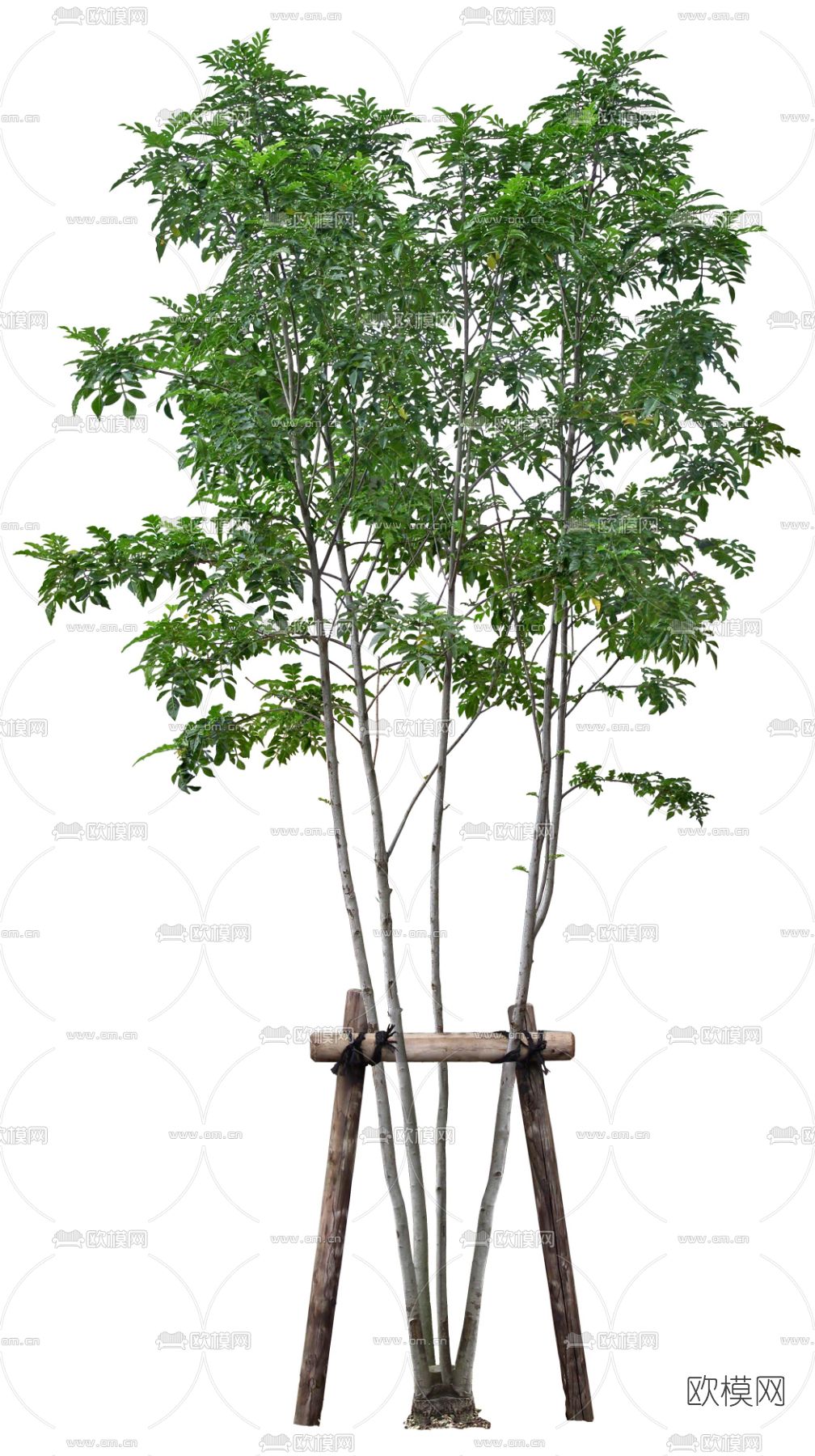 绿植植物psd下载