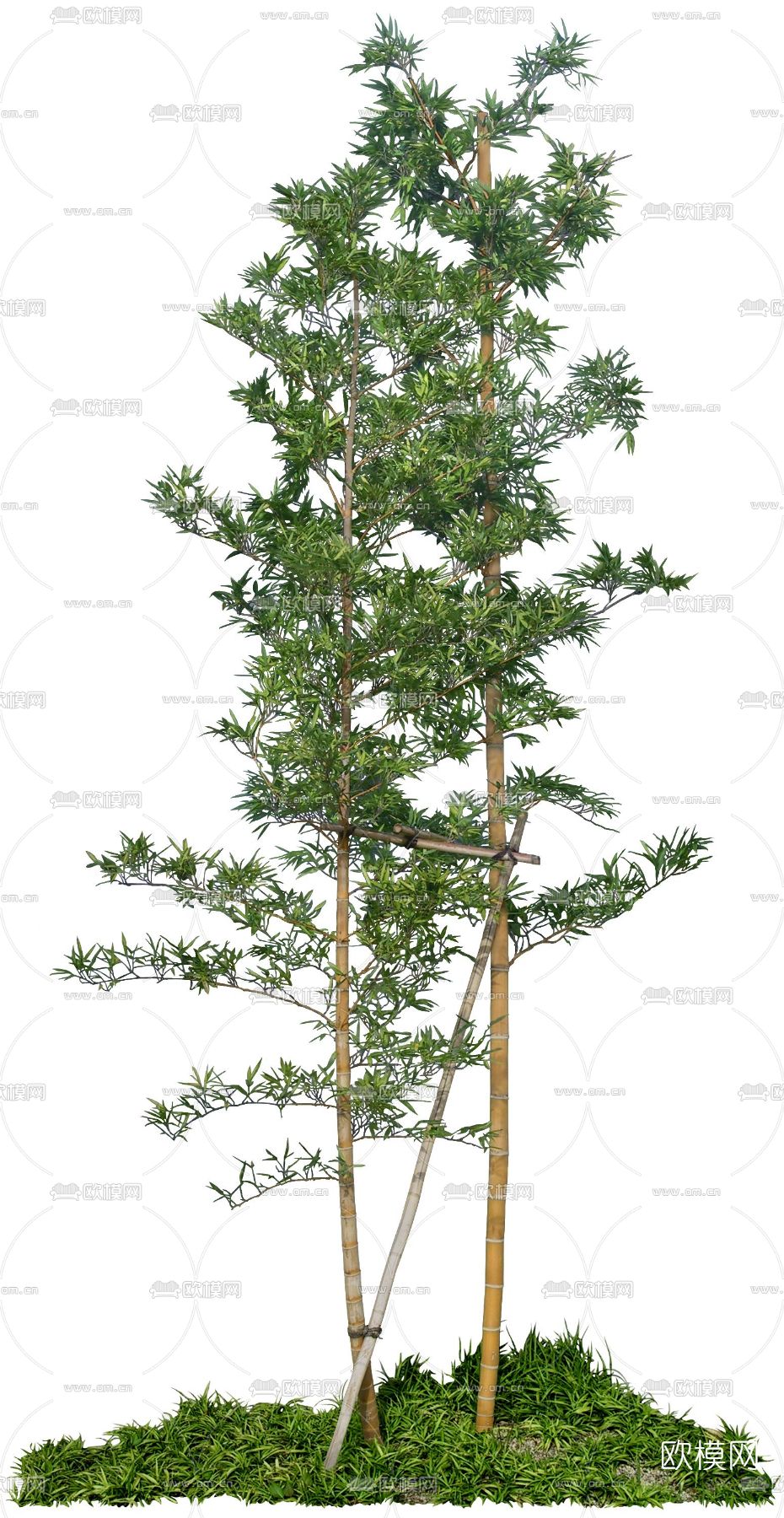 绿植竹子psd下载