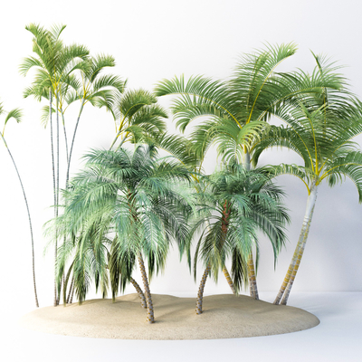  现代乔木热带树椰子树su模型 