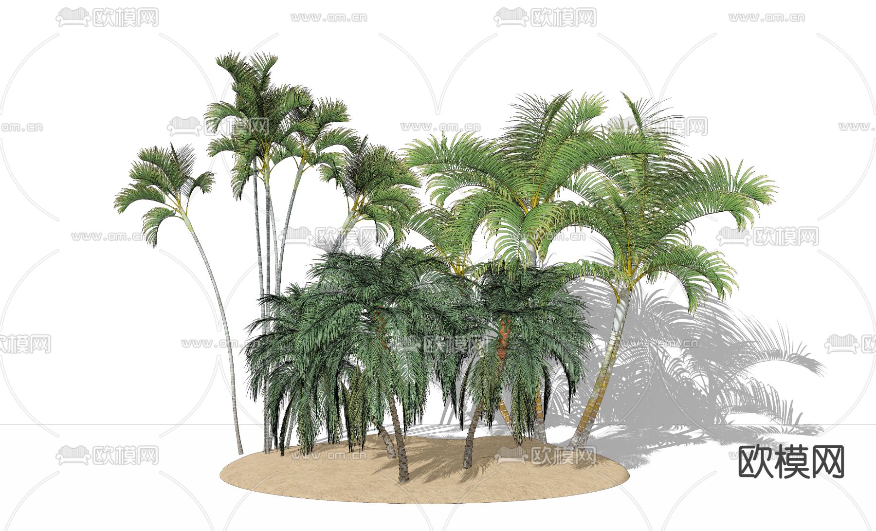 现代乔木热带树椰子树su模型下载（渲染图2）
