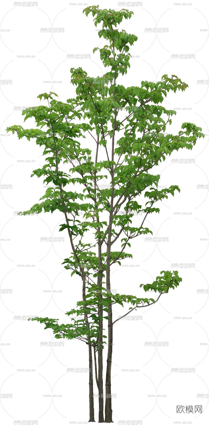 绿植植物psd下载