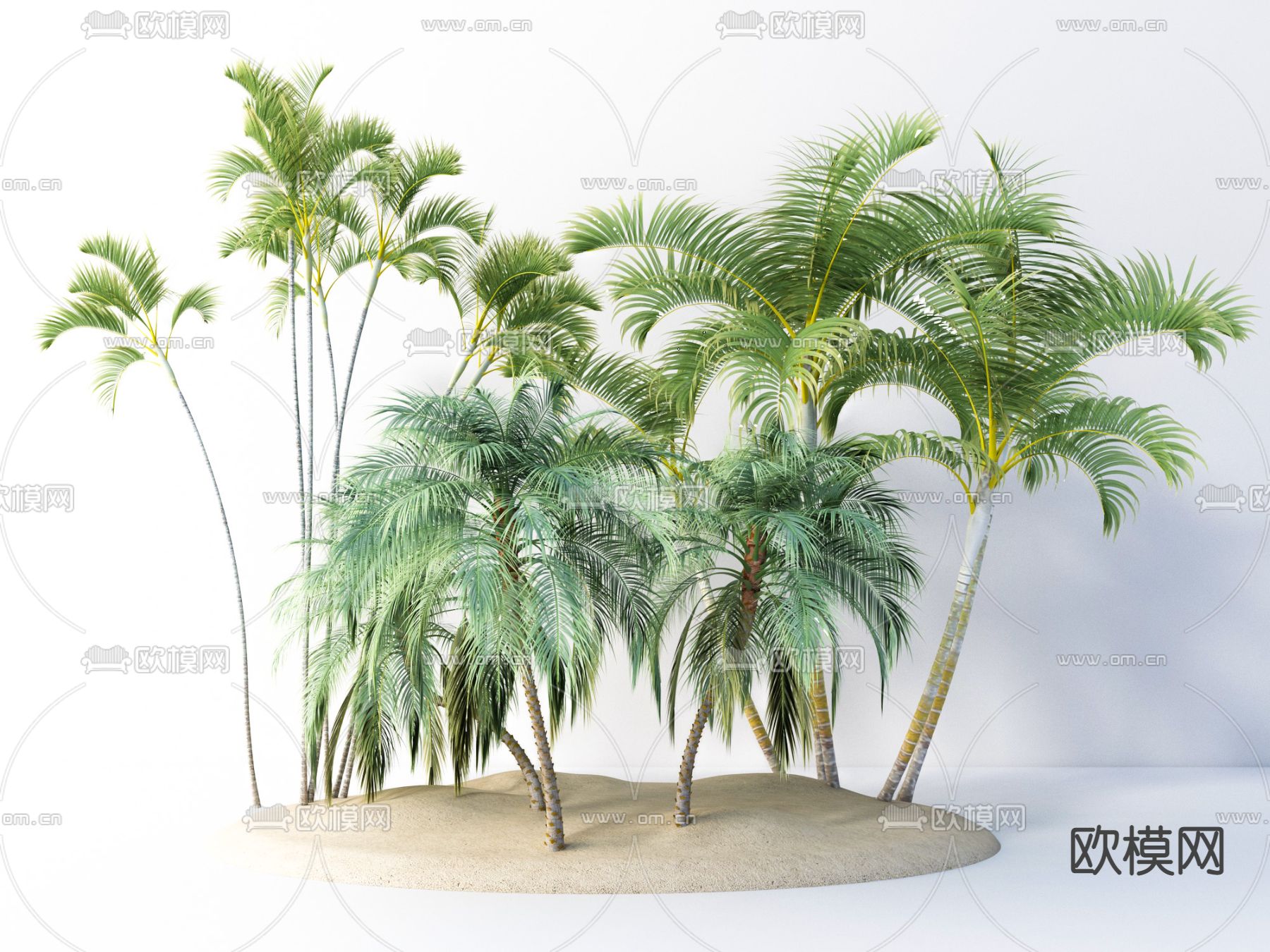 现代乔木热带树椰子树su模型下载（渲染图1）