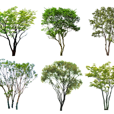  现代丛生树2d组件su模型 