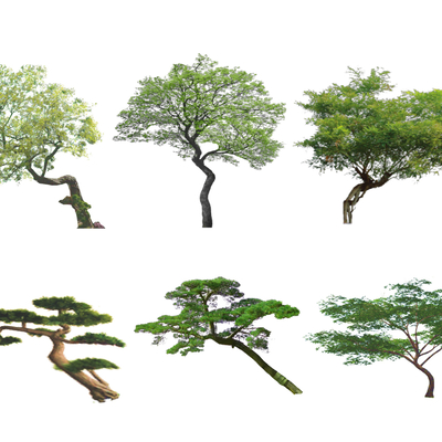  现代乌桕树景观树2d组件su模型 