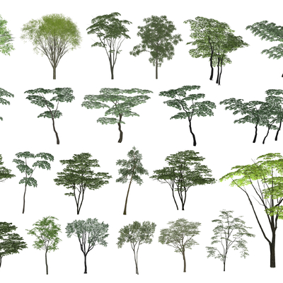  现代乌桕树丛生树朴树su模型 