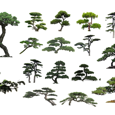  中式罗汉松松树2d组件su模型 