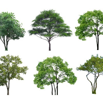  现代丛生树乌桕树2d组件su模型 