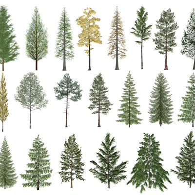  现代水杉树雪松树su模型 