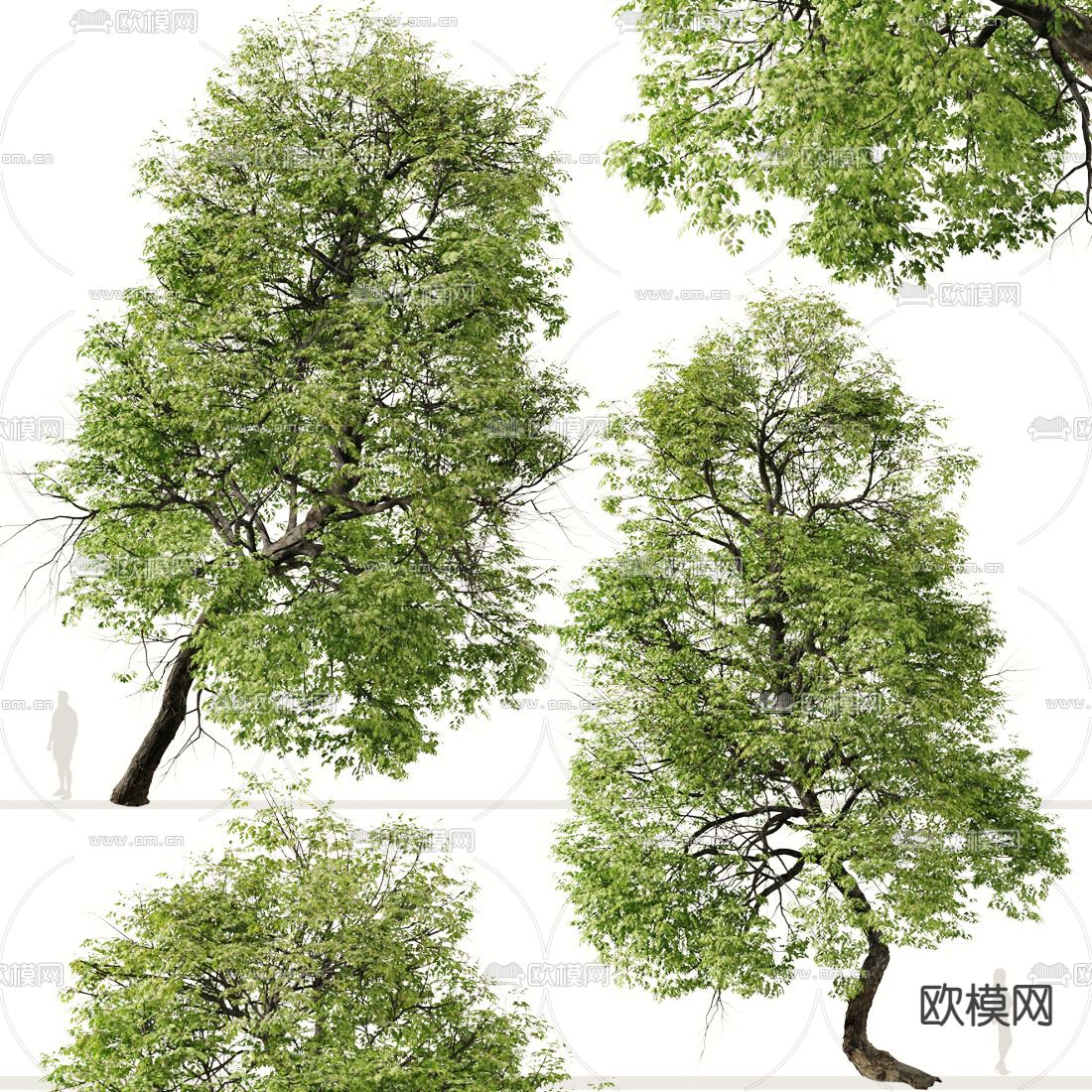 景观树 大树3d模型下载（渲染图1）