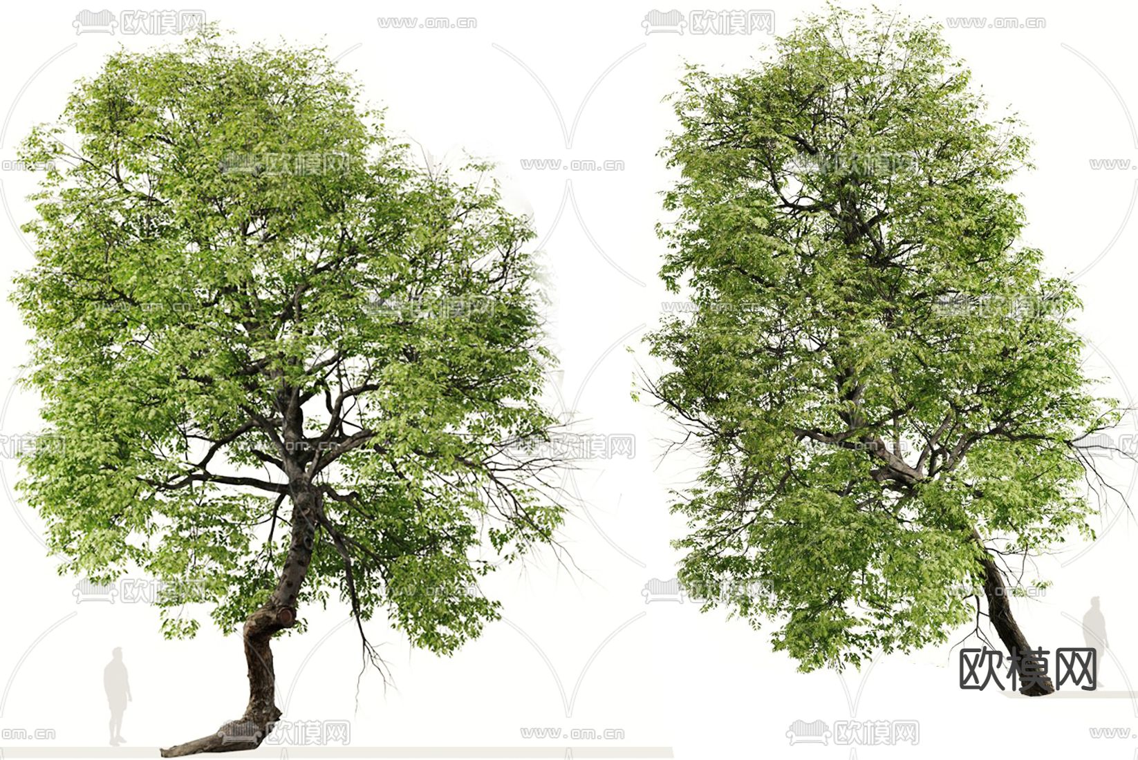 景观树 大树3d模型下载（渲染图2）