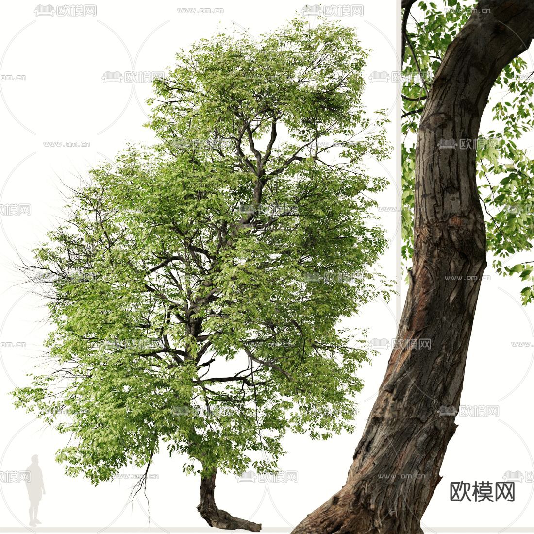 景观树 大树3d模型下载（渲染图4）