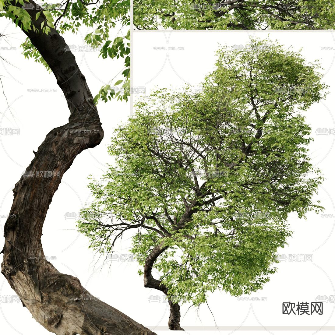 景观树 大树3d模型下载（渲染图3）