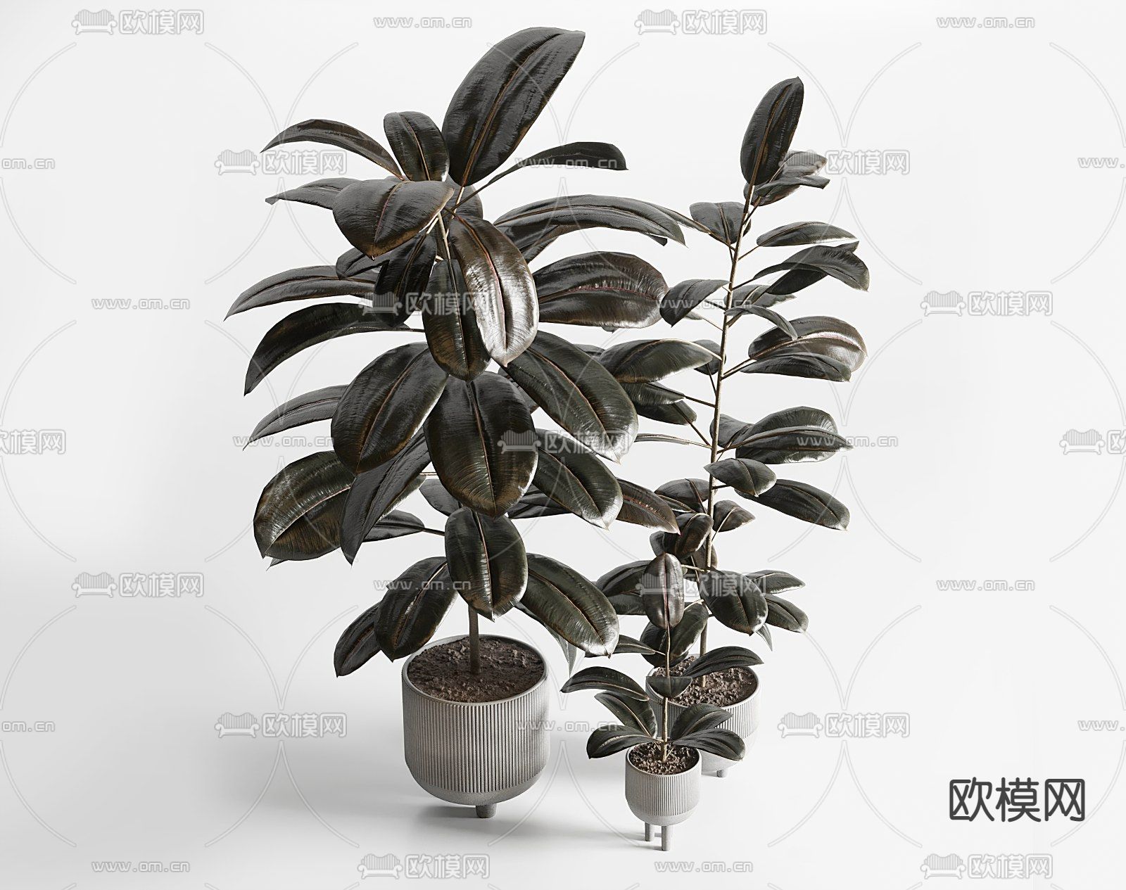 印度榕绿植 盆栽 盆景3d模型下载（渲染图2）