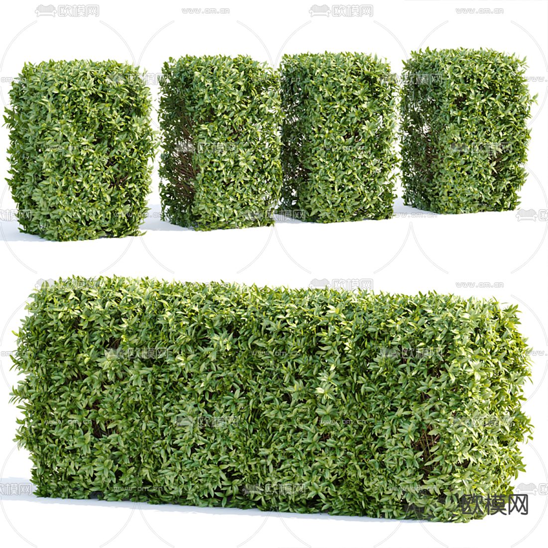 现代绿植灌木3d模型下载（渲染图1）