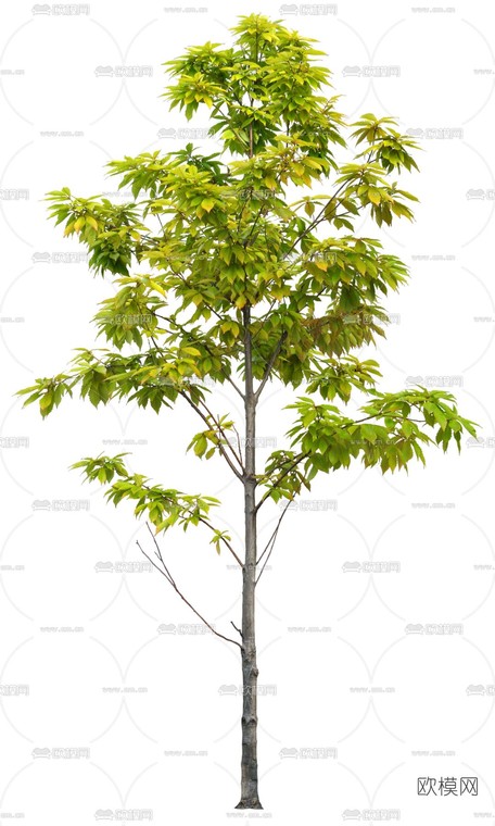 绿植树木psd下载_ID12114722_3dmax免费模型-欧模网