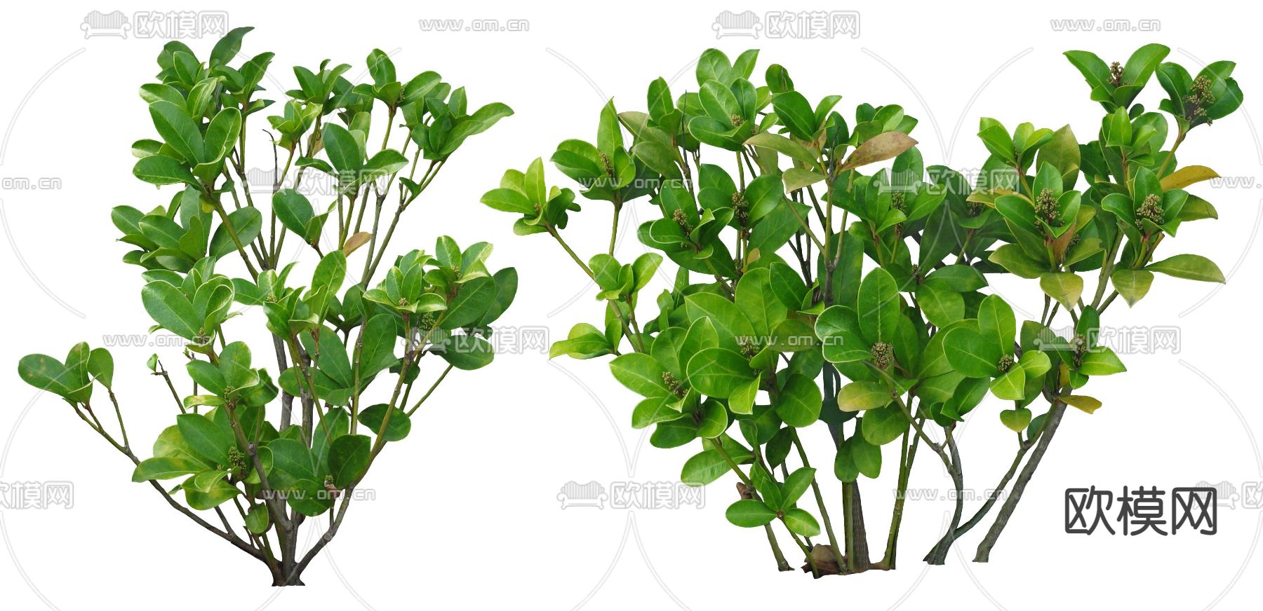 现代绿植灌木psd下载