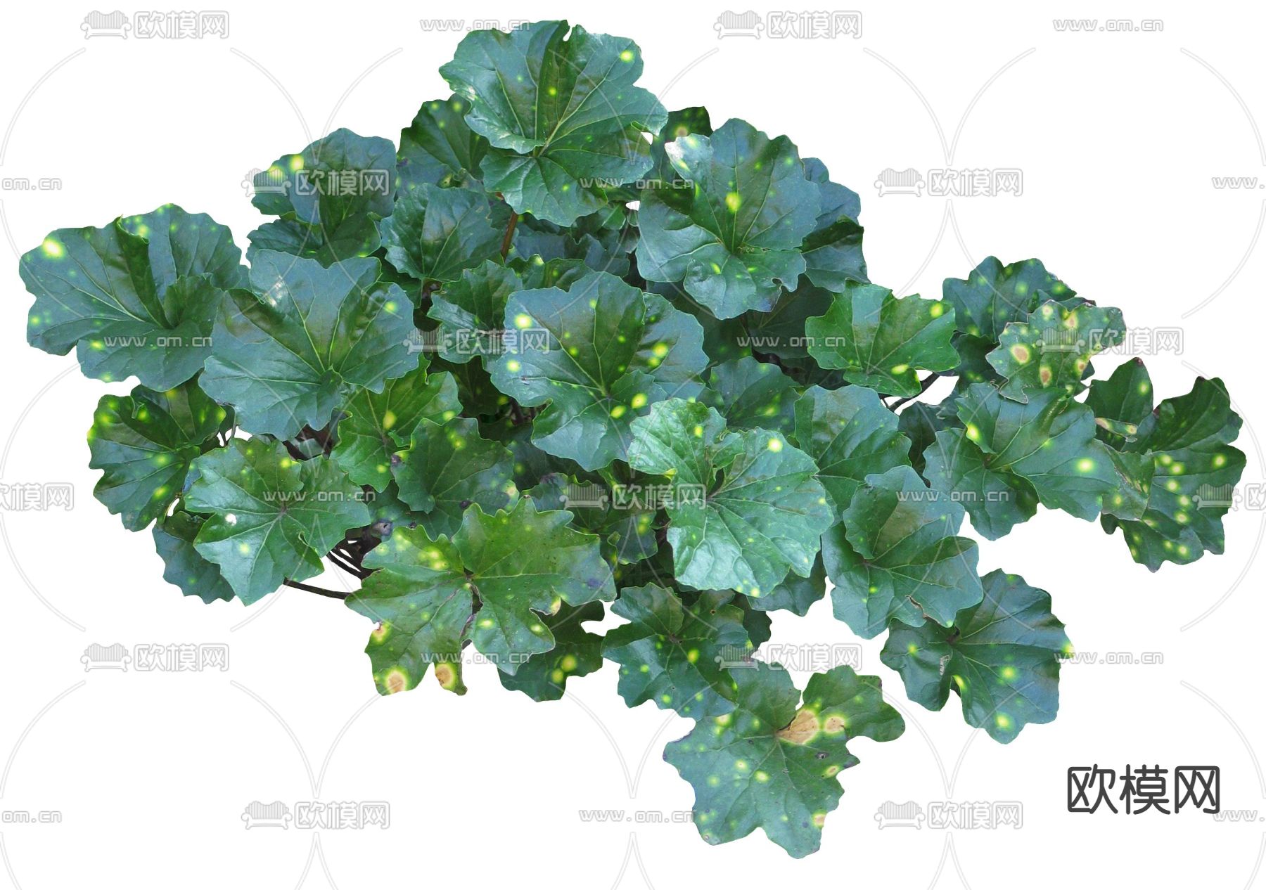 现代绿植灌木psd下载