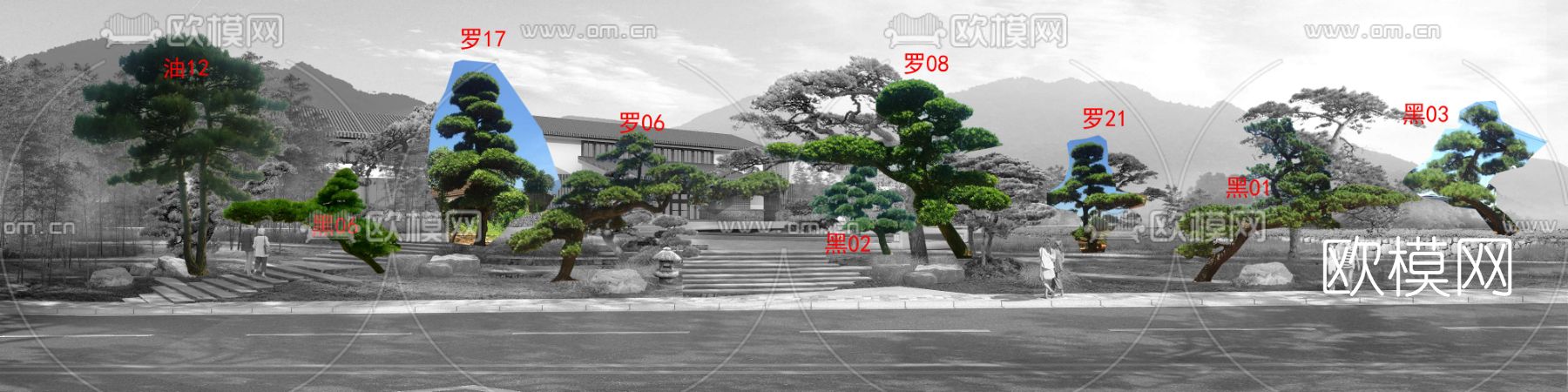 罗汉松树木psd下载