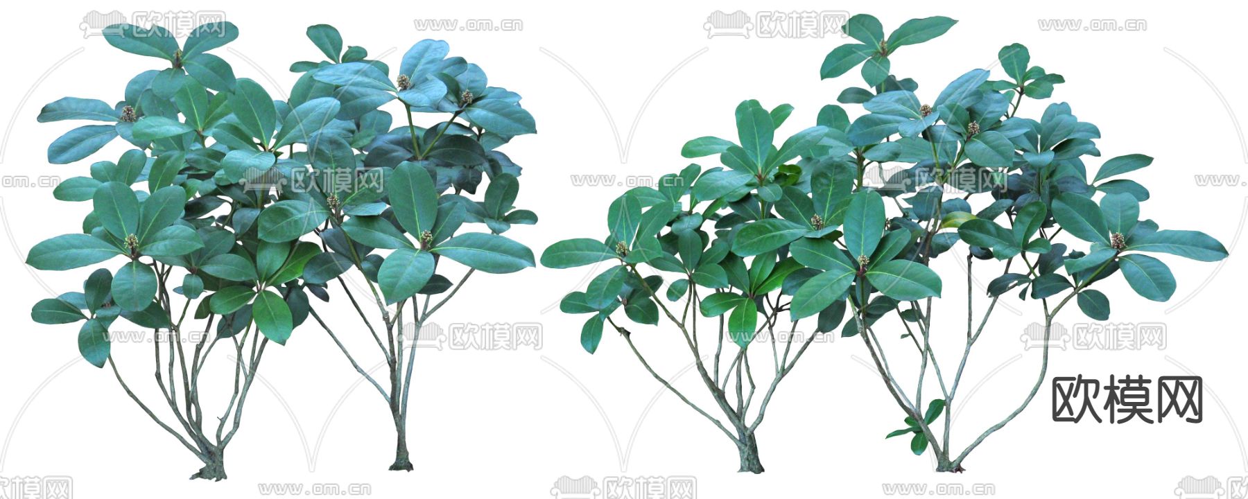 现代绿植灌木psd下载