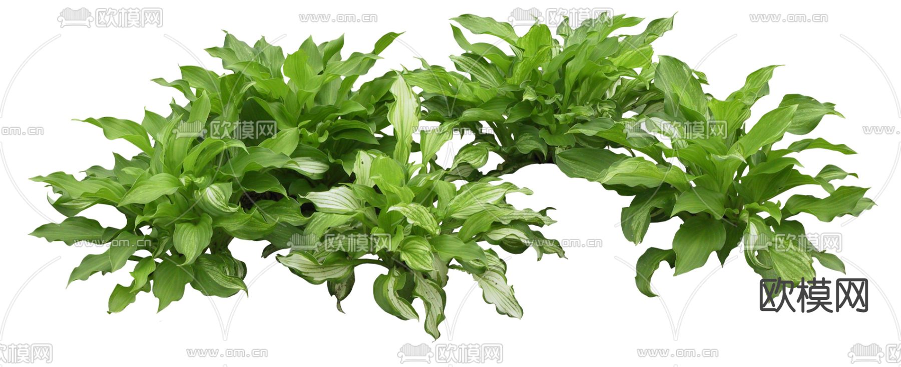 现代绿植灌木psd下载