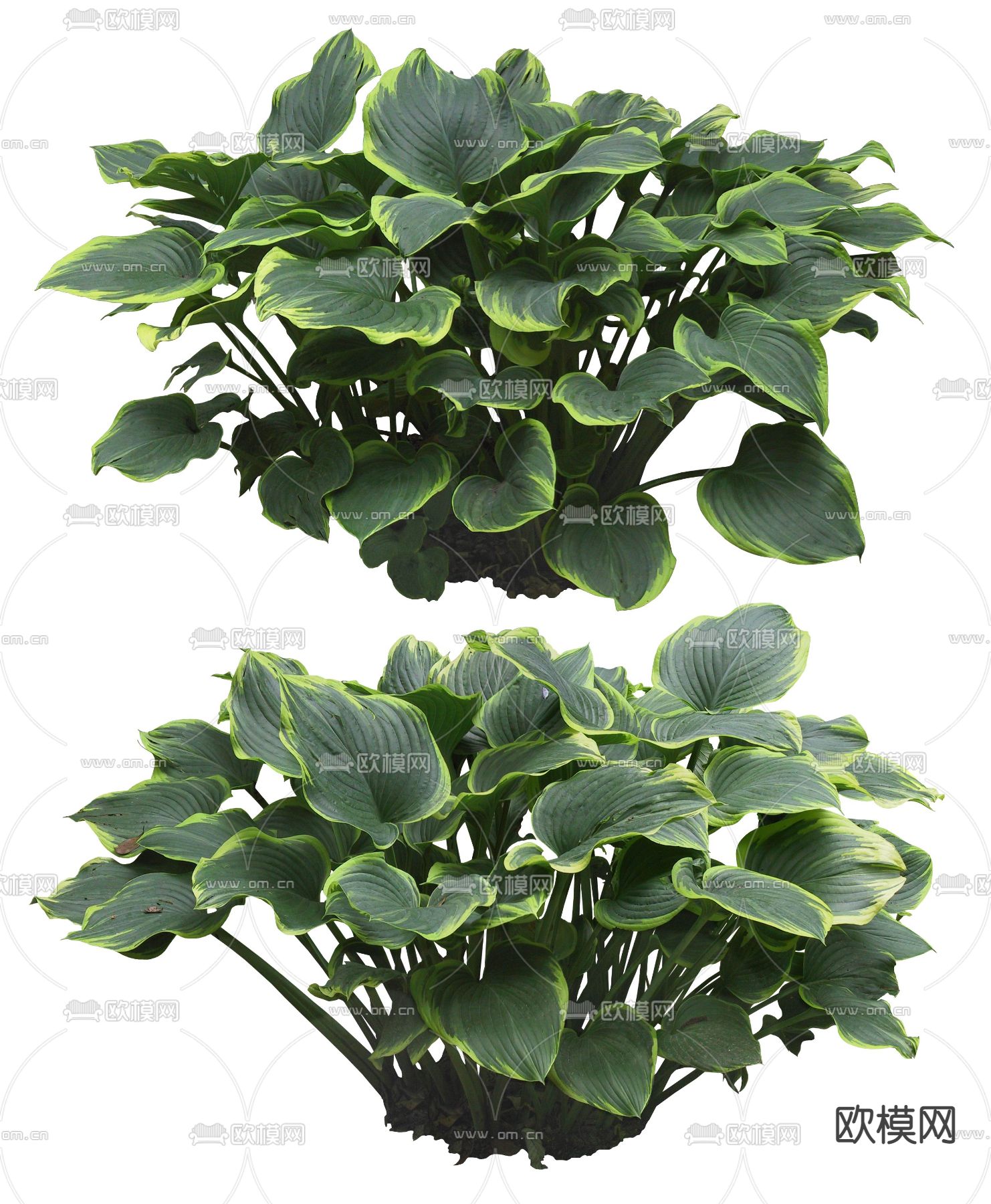 现代绿植灌木psd下载